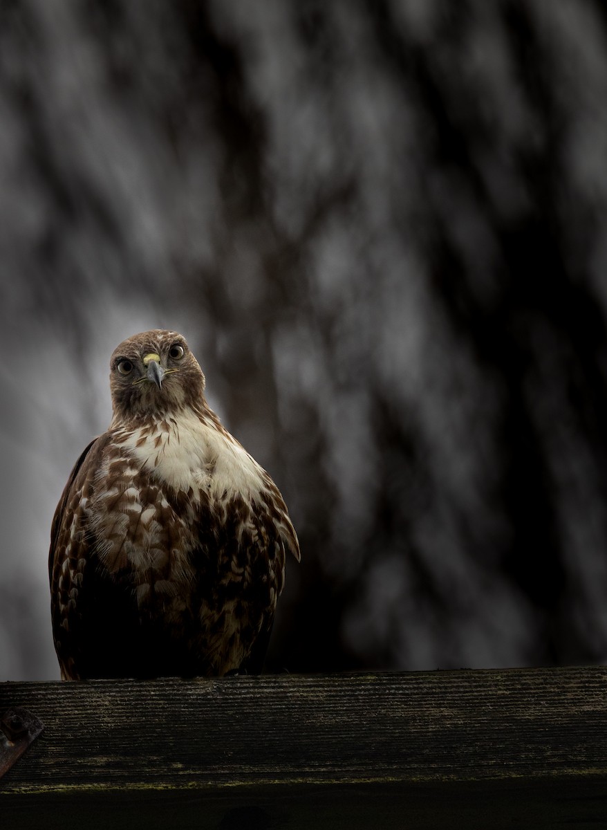 Канюк неоарктичний - ML645430739