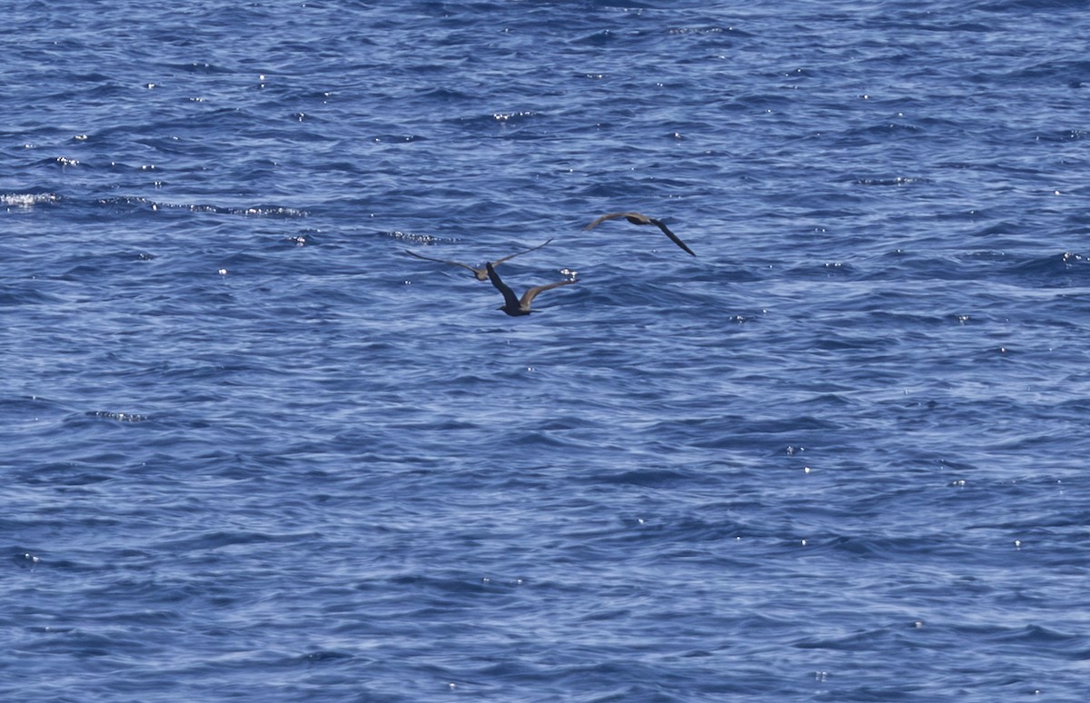 Крячок бурий - ML645430740