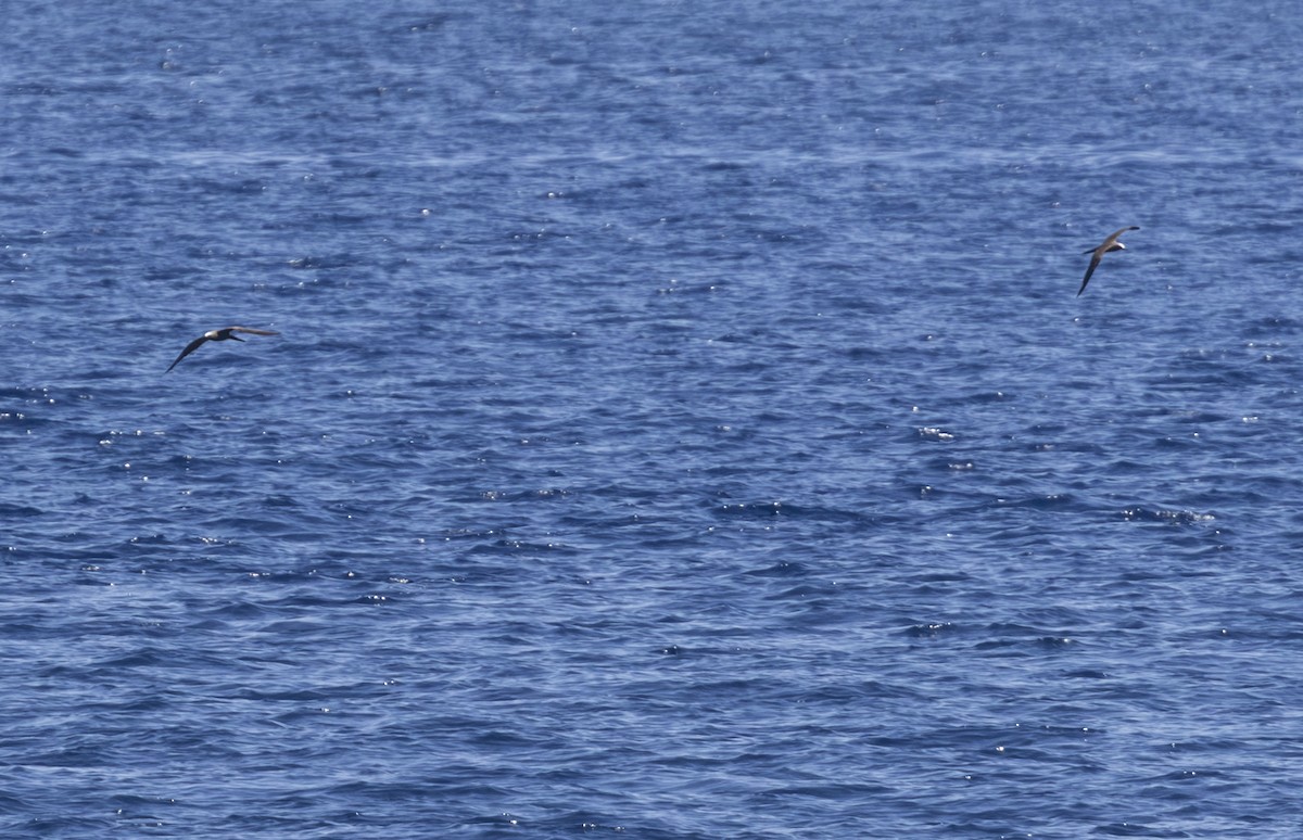 Крячок бурий - ML645430741