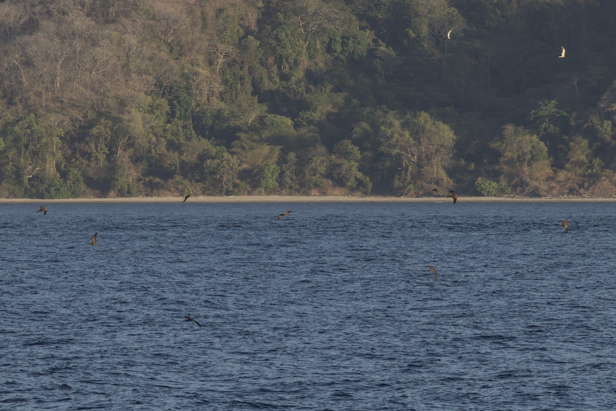 Brown Noddy - ML645430742