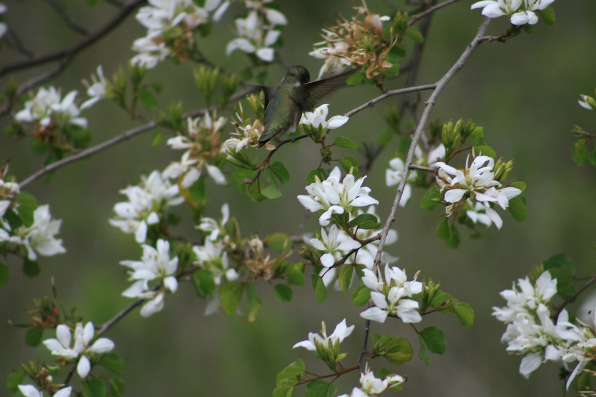 Колібрі фіолетовогорлий - ML645430743