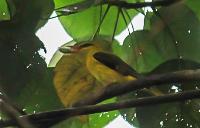 Вивільга індійська - ML645430744