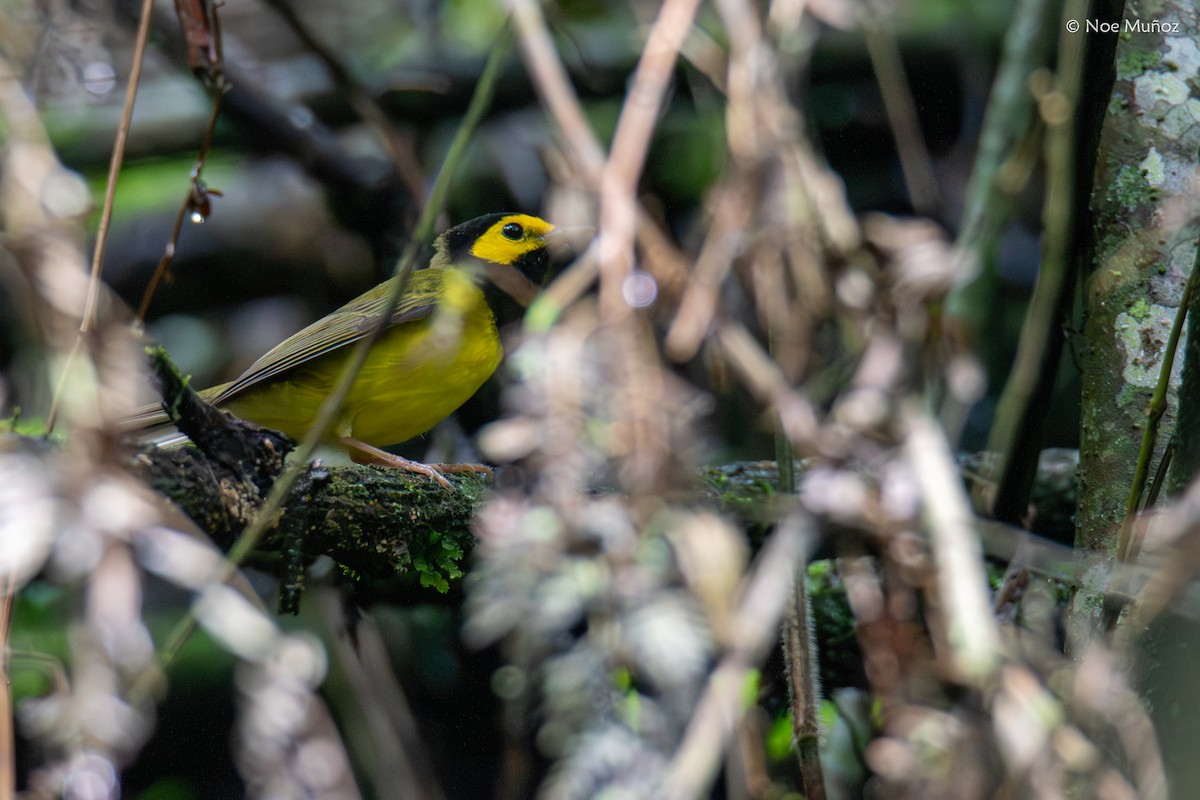 Paruline à capuchon - ML645430745
