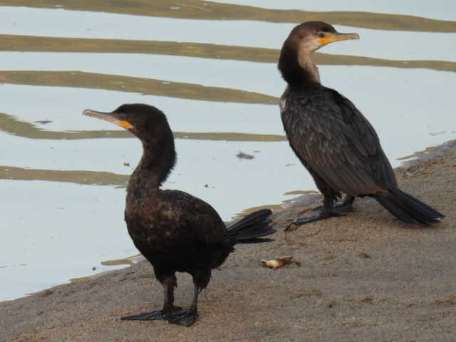 Баклан бразильський - ML645430746