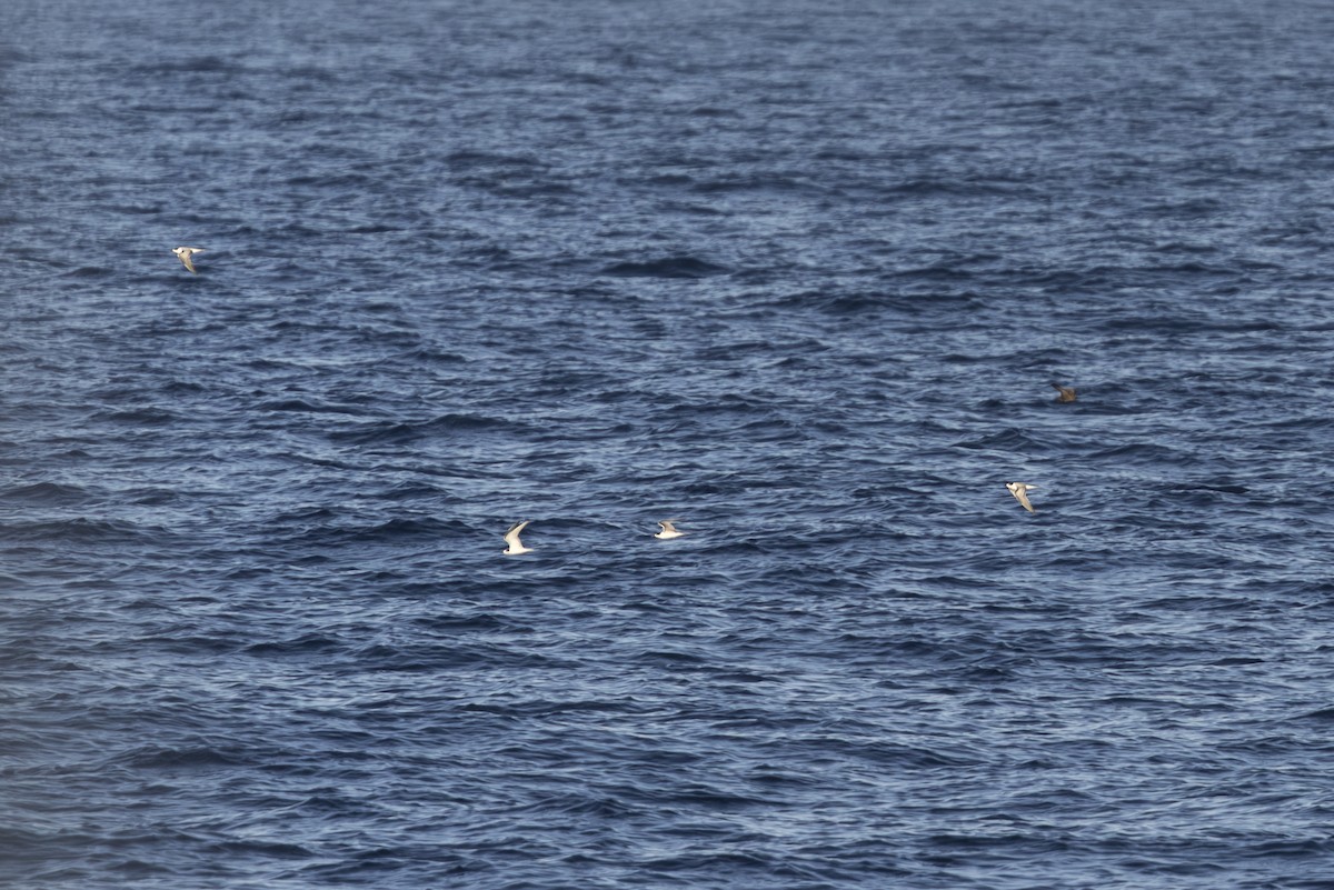 Common Tern (longipennis) - ML645430747