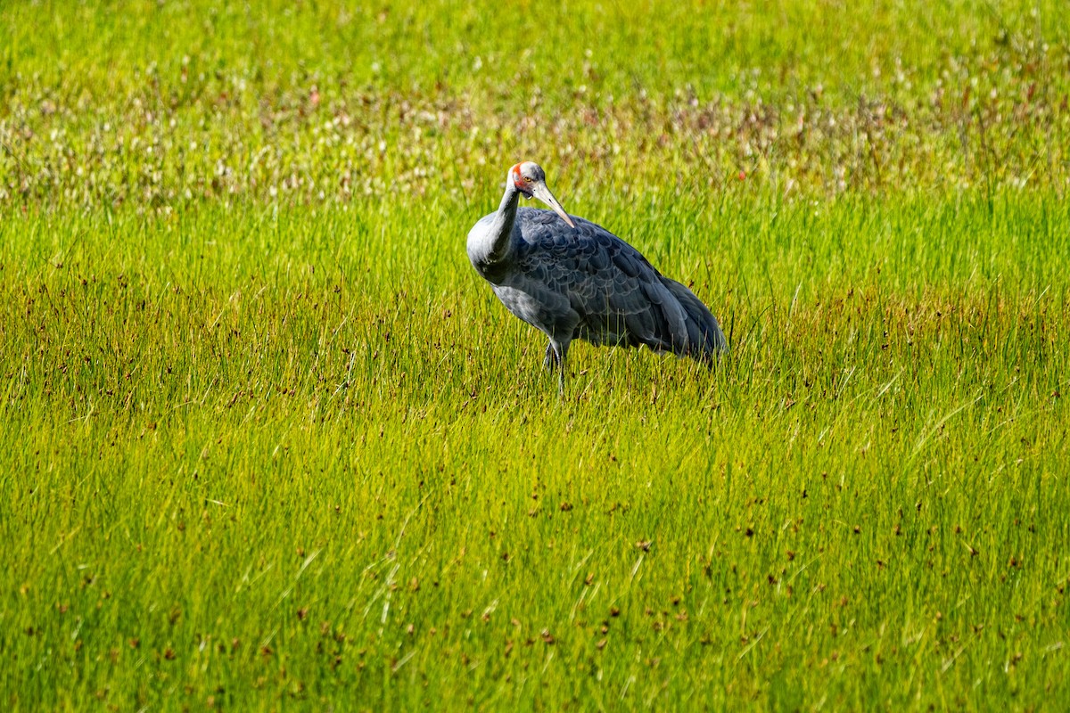 Brolga - ML645430752