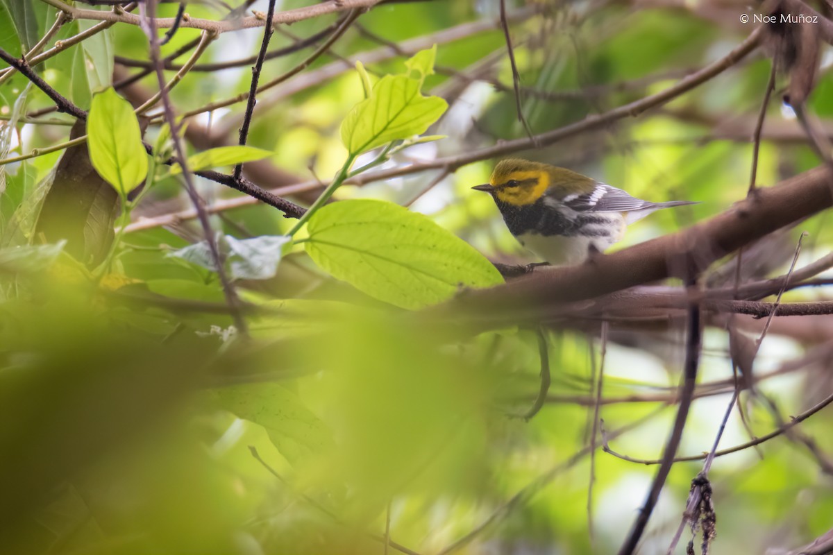 Black-throated Green Warbler - ML645430758