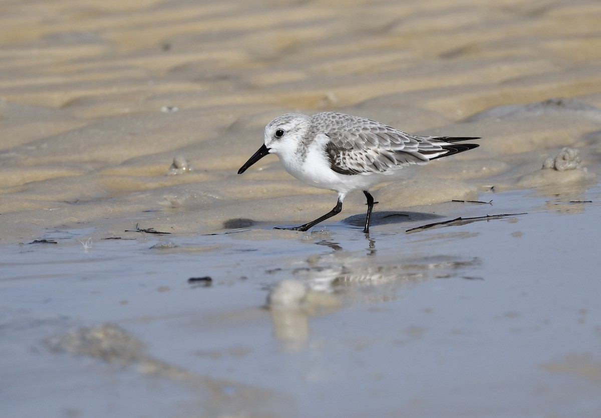 Txirri zuria - ML645430774