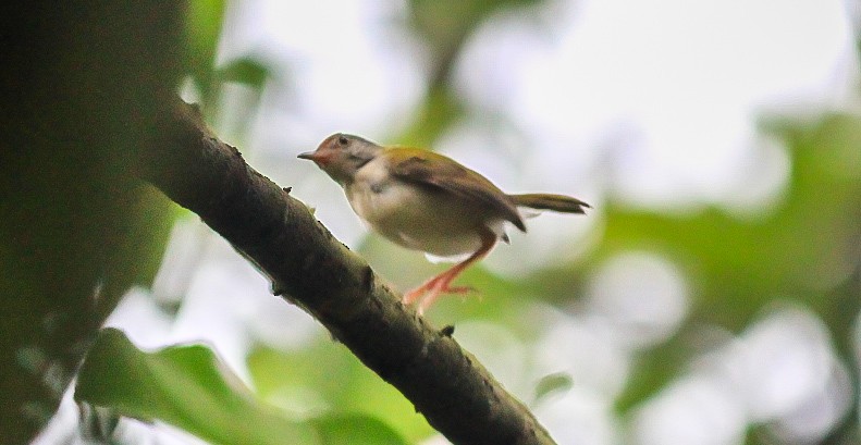 Common Tailorbird - ML645430775