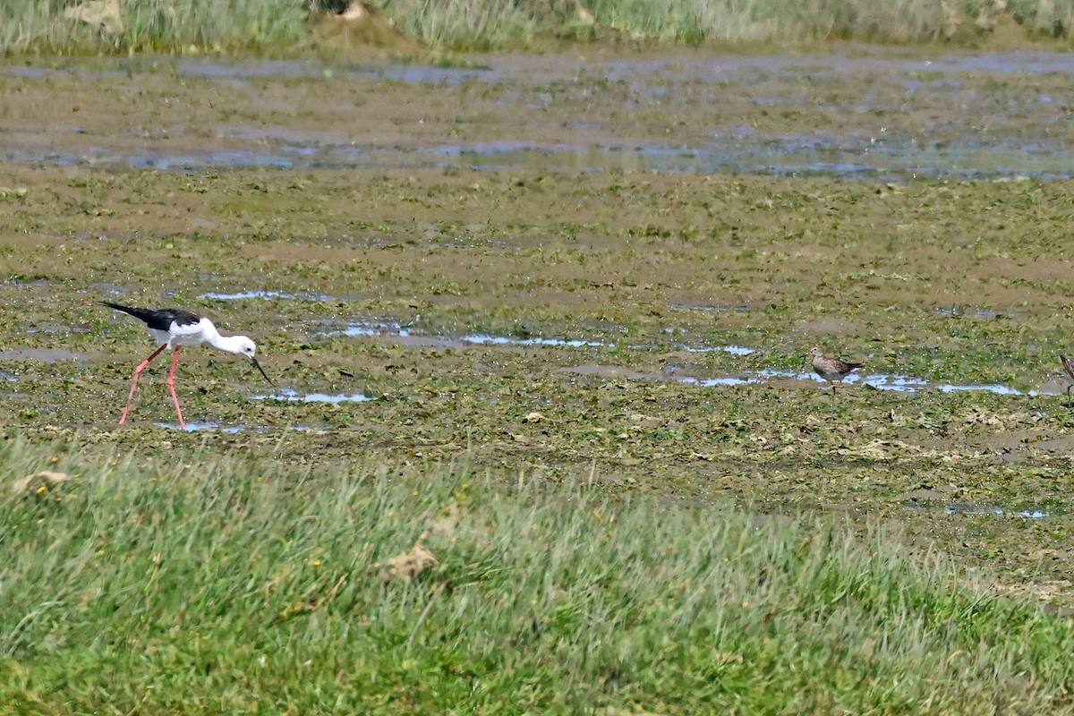 Побережник арктичний - ML645430799