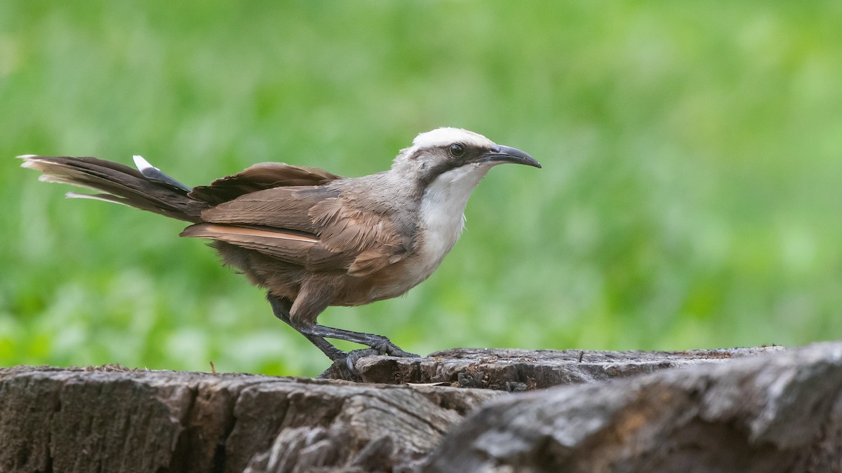 オーストラリアマルハシ - ML645430815