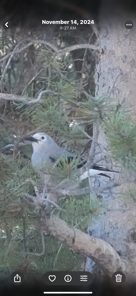 Clark's Nutcracker - ML645430816