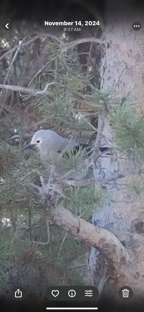 Clark's Nutcracker - ML645430817