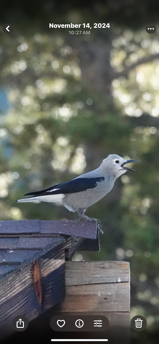 Clark's Nutcracker - ML645430818