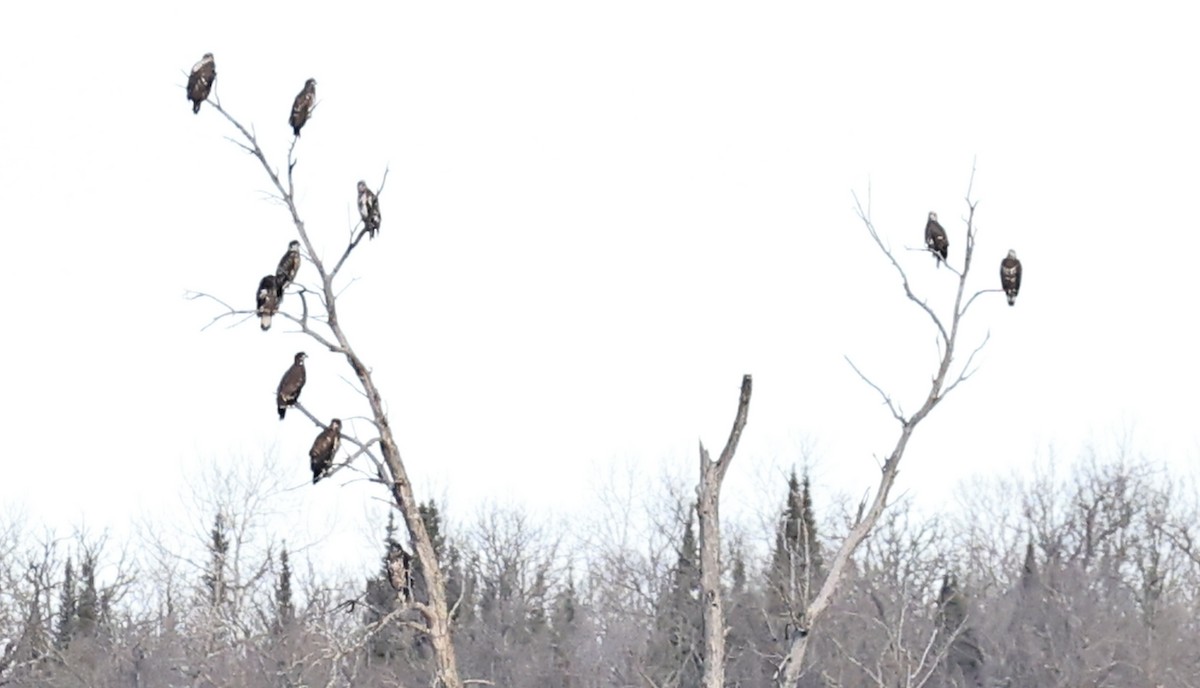 ハクトウワシ - ML645430828