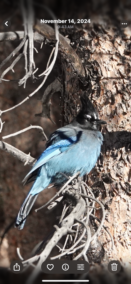 Steller's Jay - ML645430829