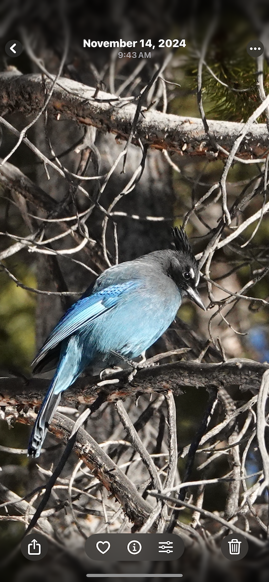 Steller's Jay - ML645430830