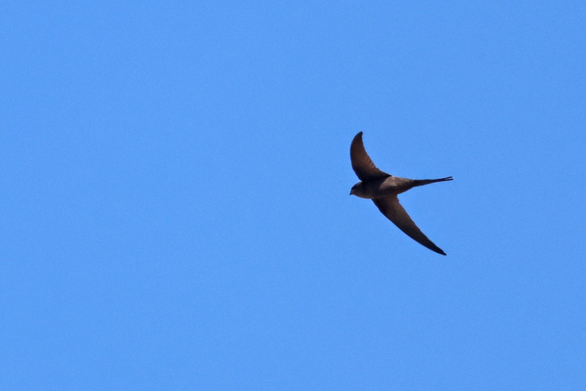 African Palm Swift - ML645430831