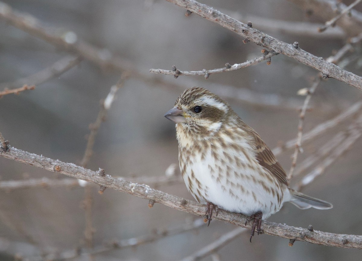 Purple Finch - ML645430832