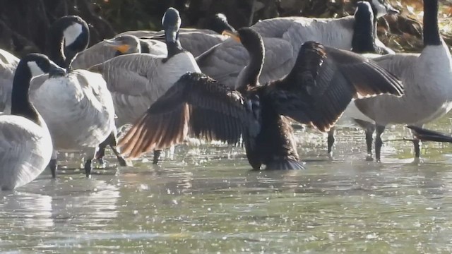 Double-crested Cormorant - ML645430835