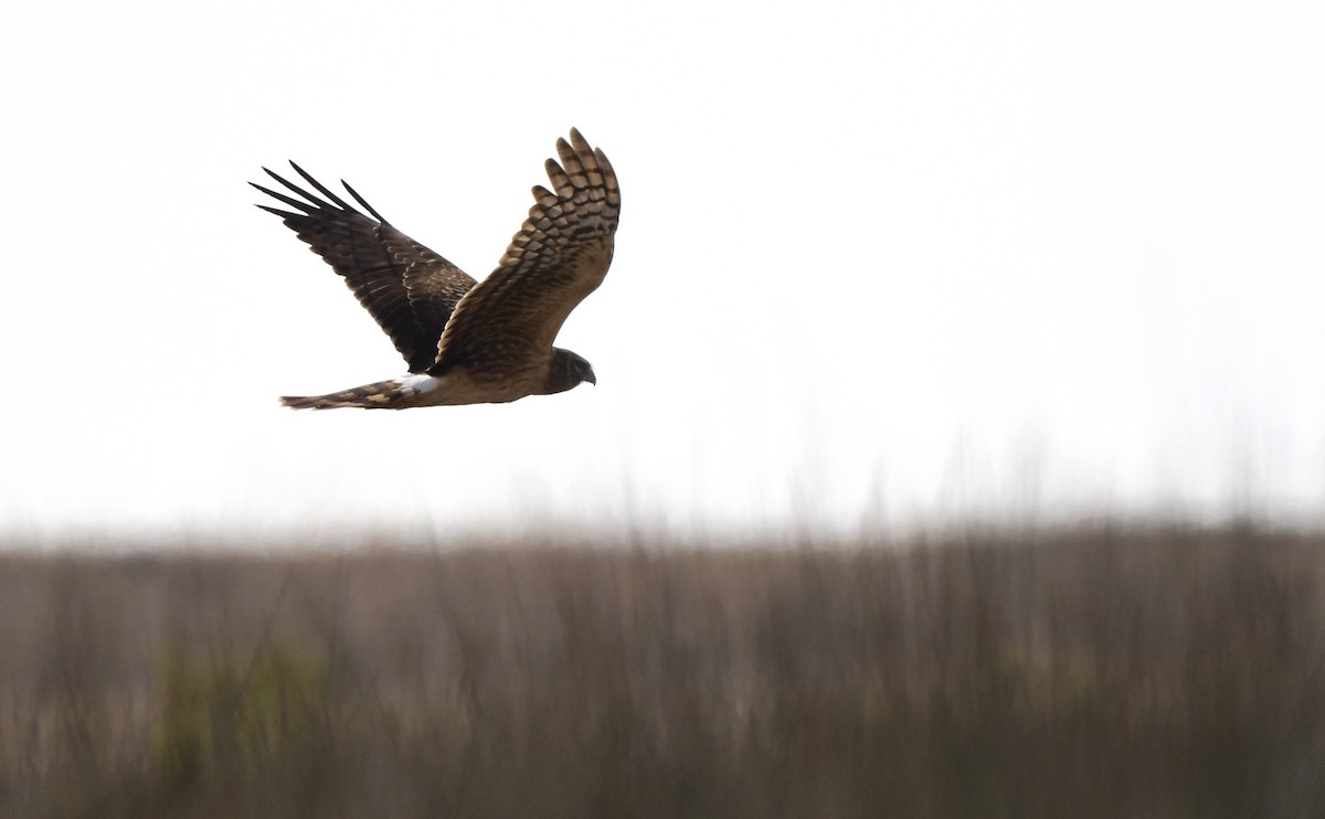 Лунь американський - ML645430836