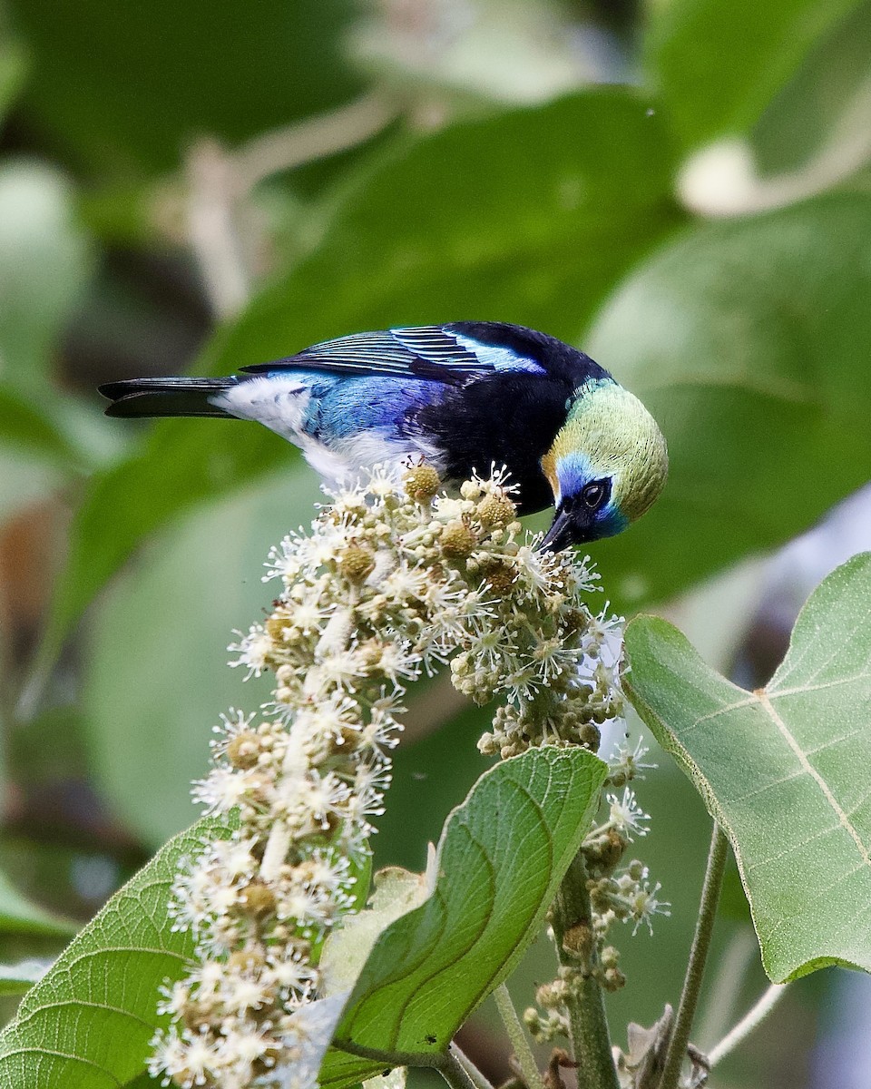 Golden-hooded Tanager - ML645430846