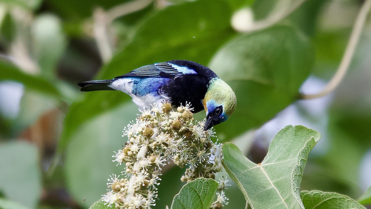 Golden-hooded Tanager - ML645430847