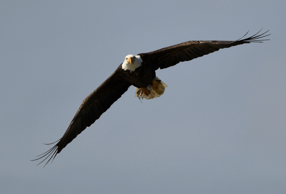 ハクトウワシ - ML645430848