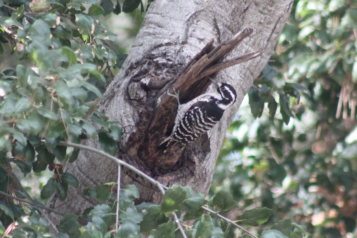 Nuttall's Woodpecker - ML645430862