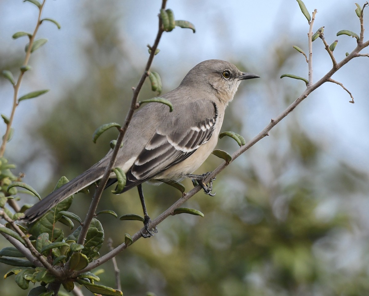 חקיינית צפונית - ML645430865