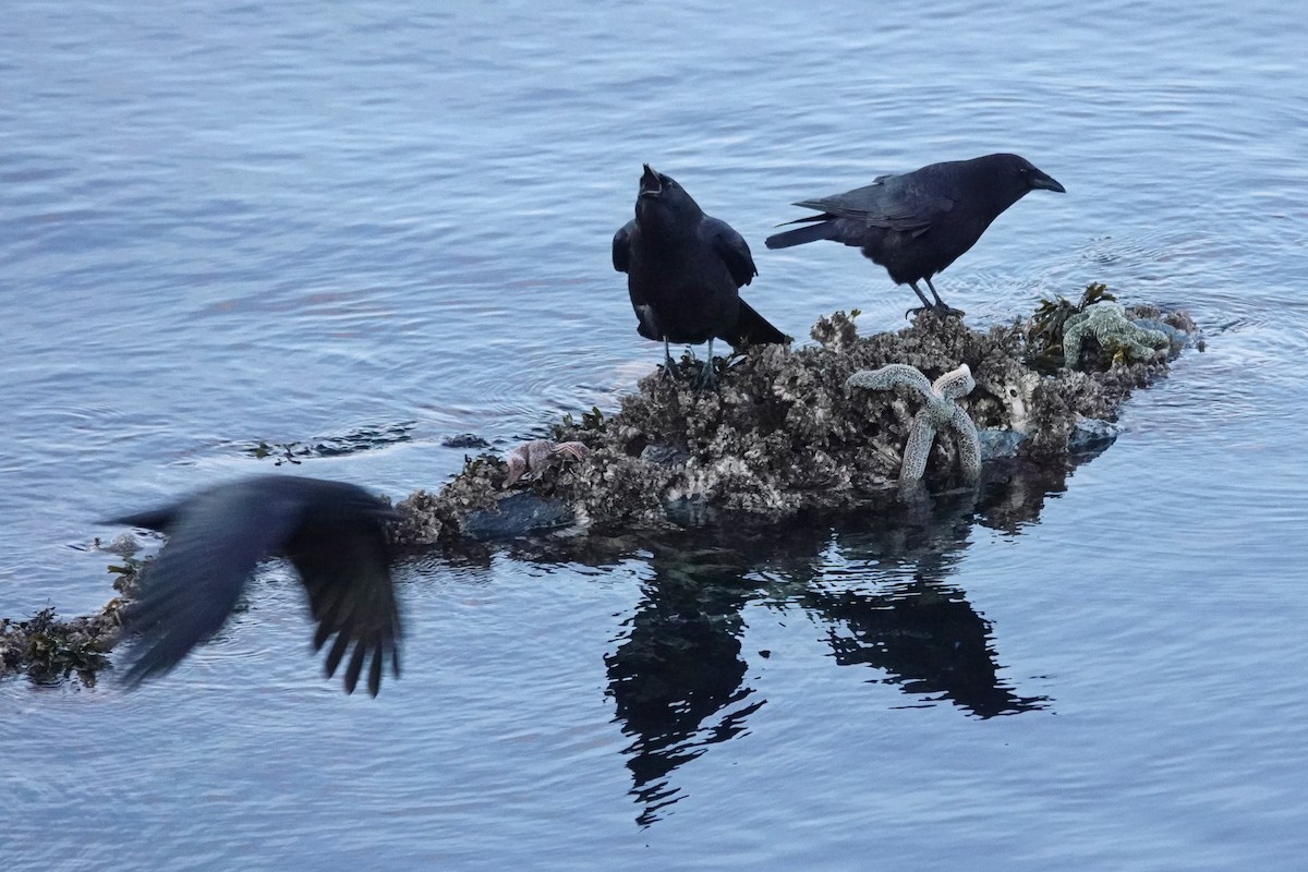 American Crow - ML645430866