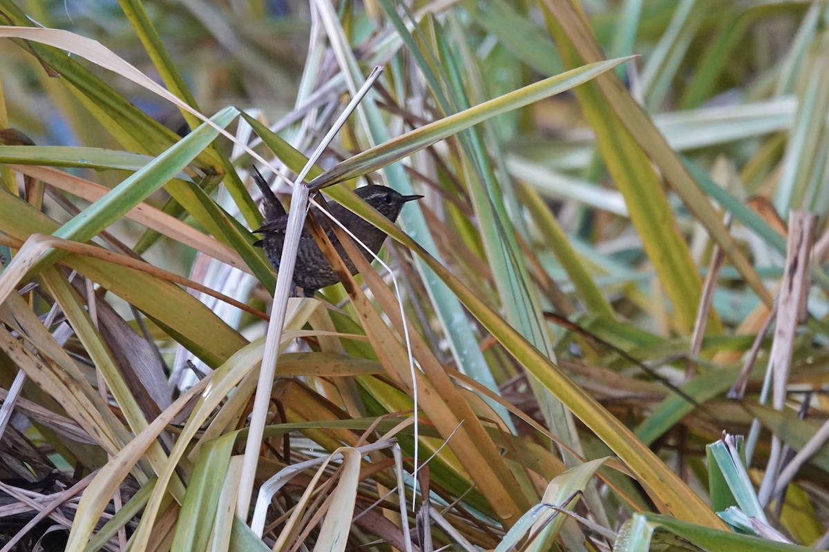 タイヘイミソサザイ - ML645430883