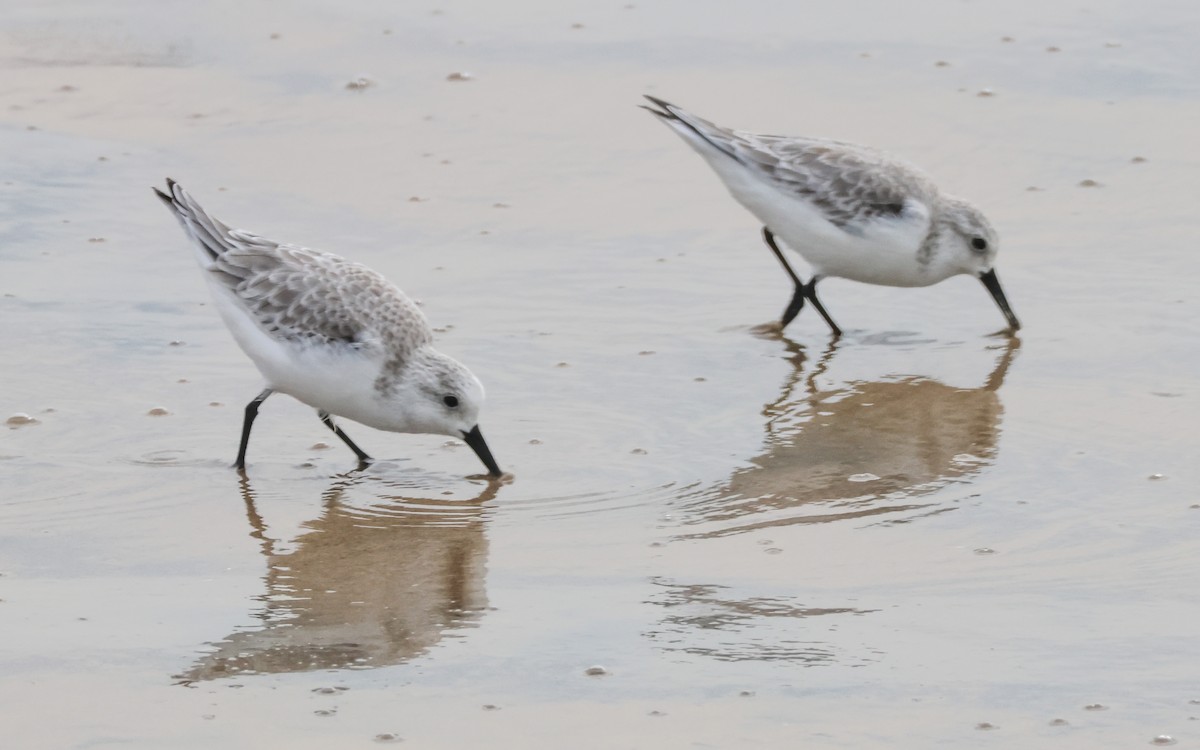 Txirri zuria - ML645430888