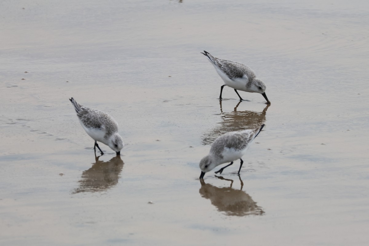 ミユビシギ - ML645430889