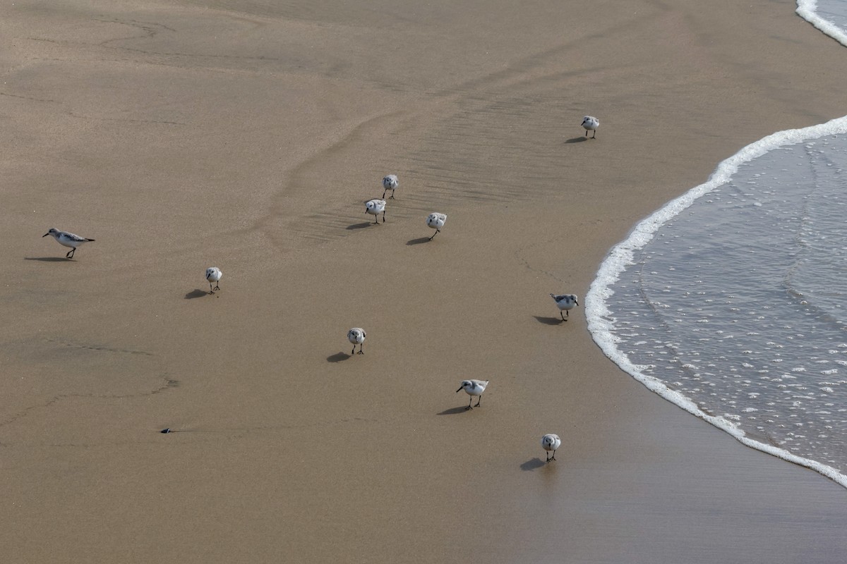 ミユビシギ - ML645430890