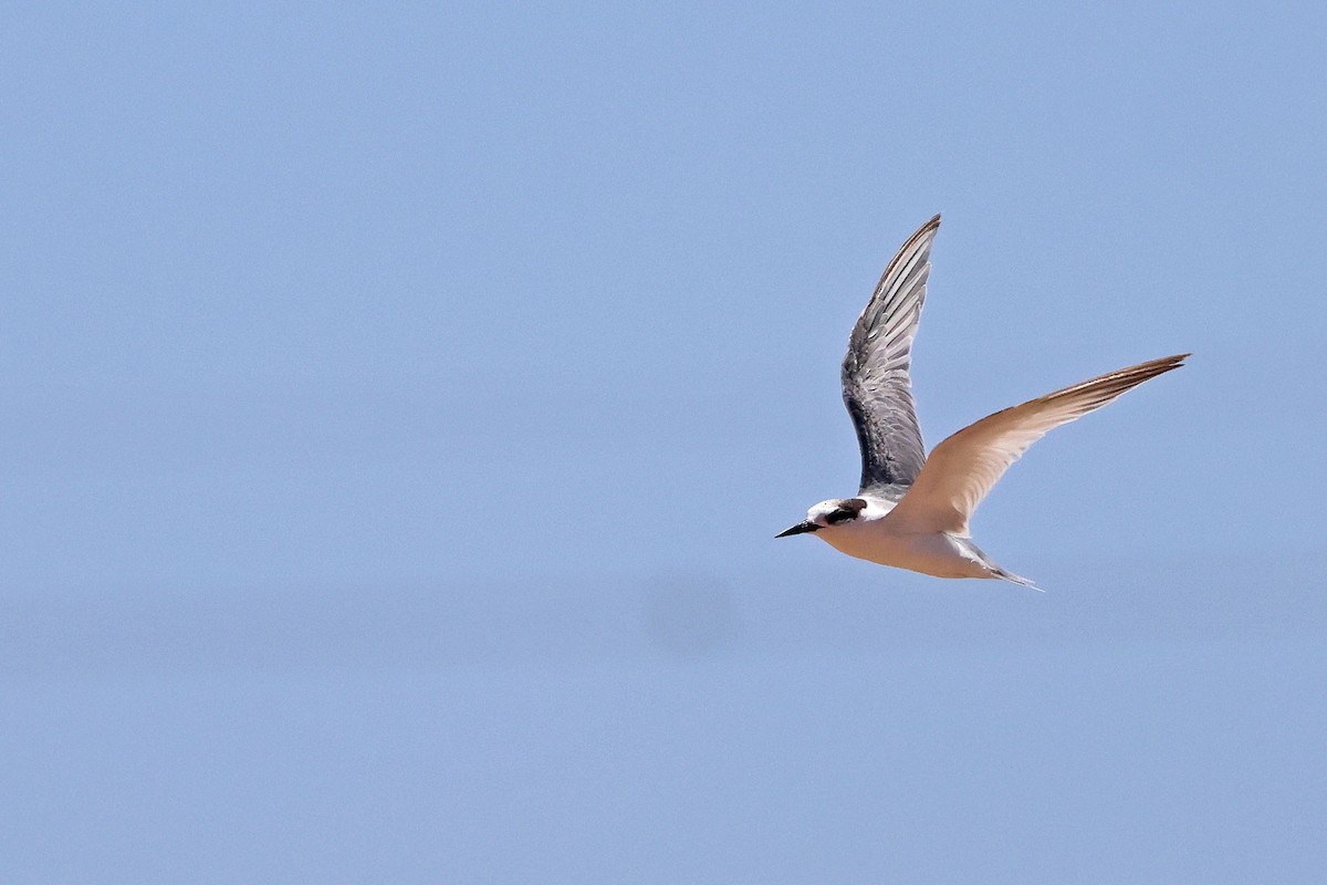 Little Tern - ML645430892