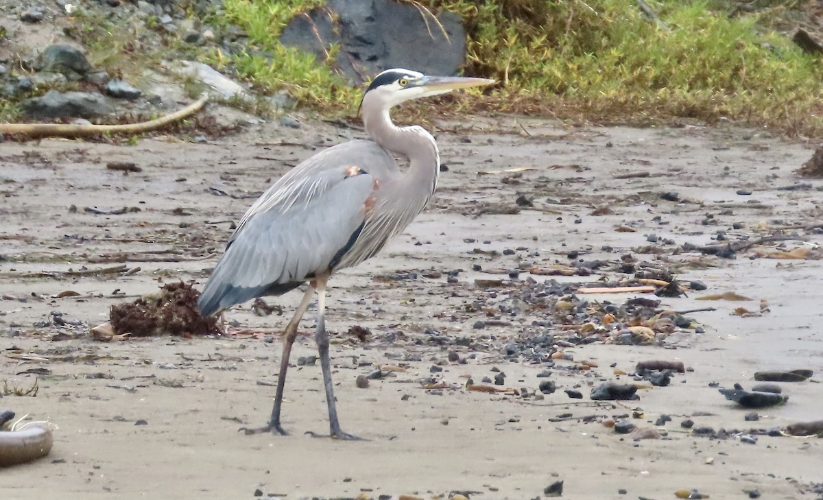 オオアオサギ - ML645430893