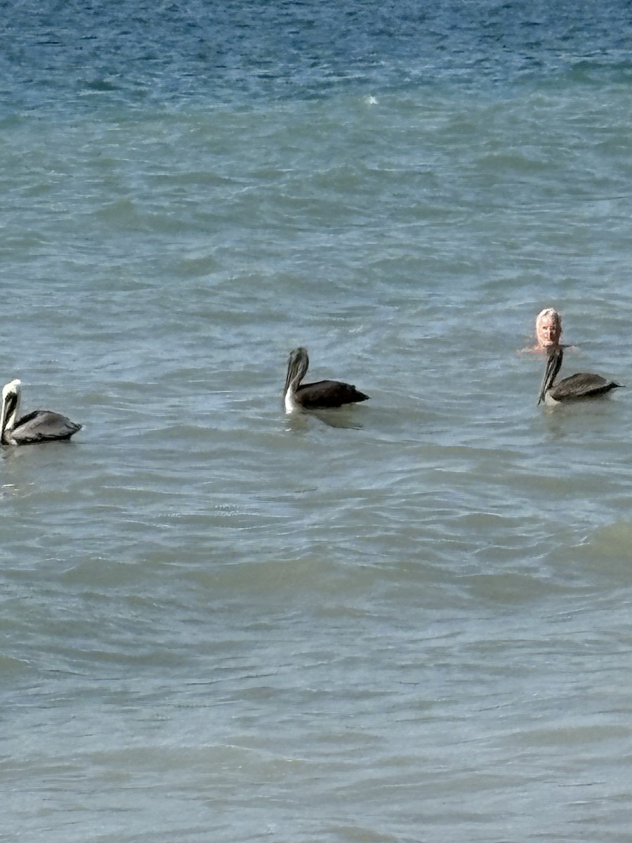 カッショクペリカン - ML645430895