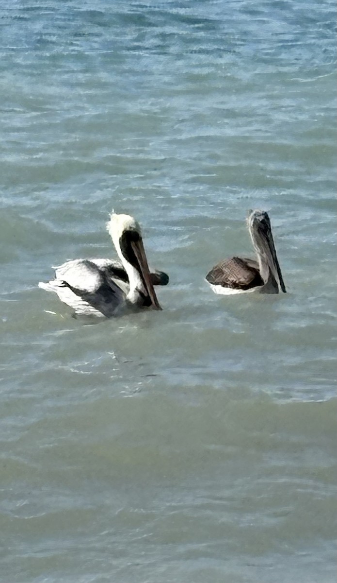 カッショクペリカン - ML645430896