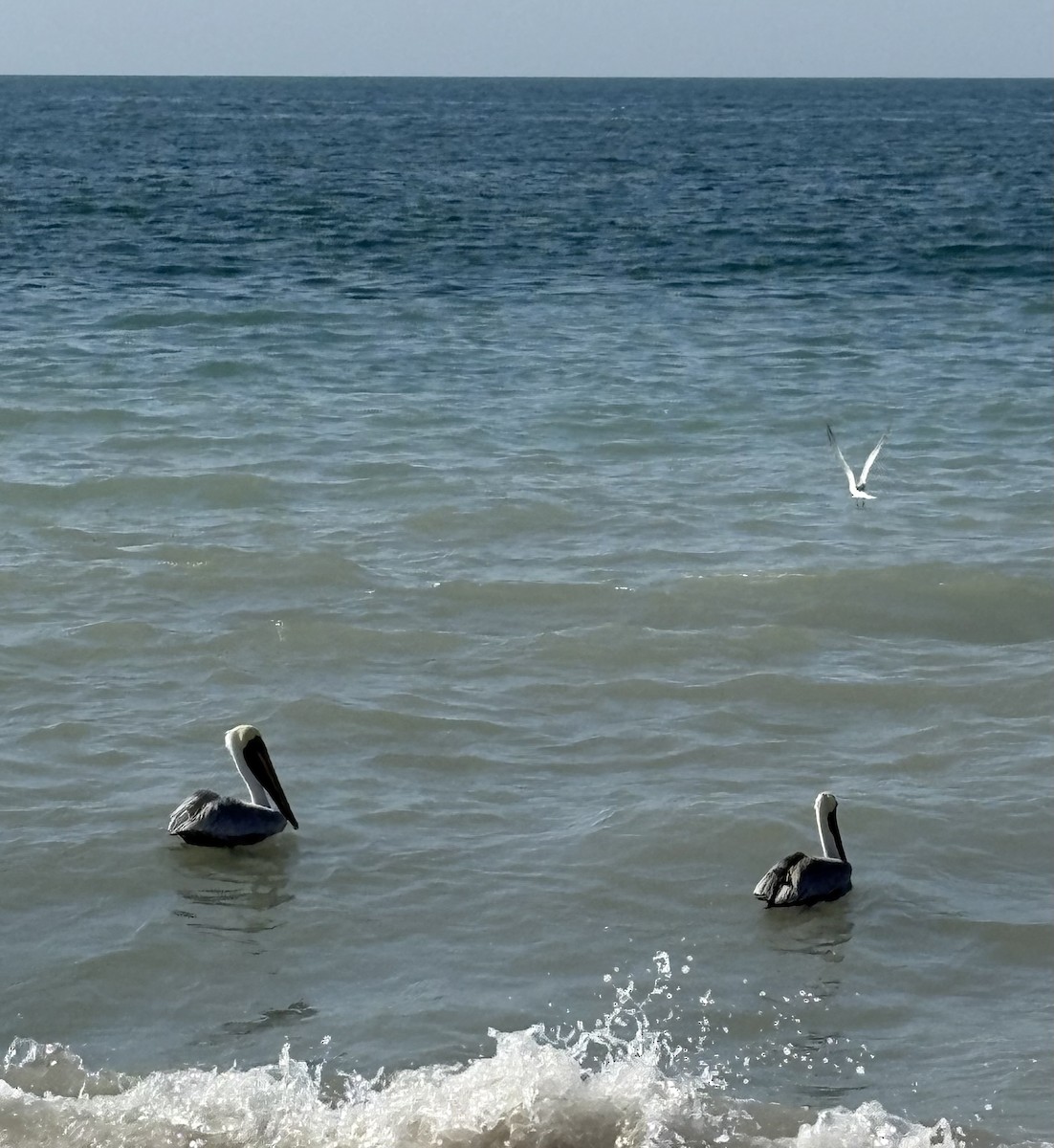 カッショクペリカン - ML645430897