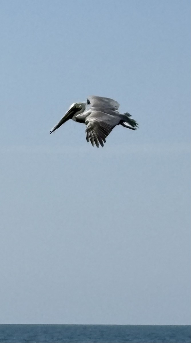 カッショクペリカン - ML645430898