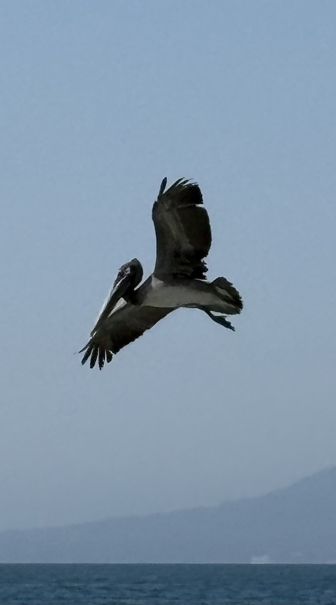 カッショクペリカン - ML645430899