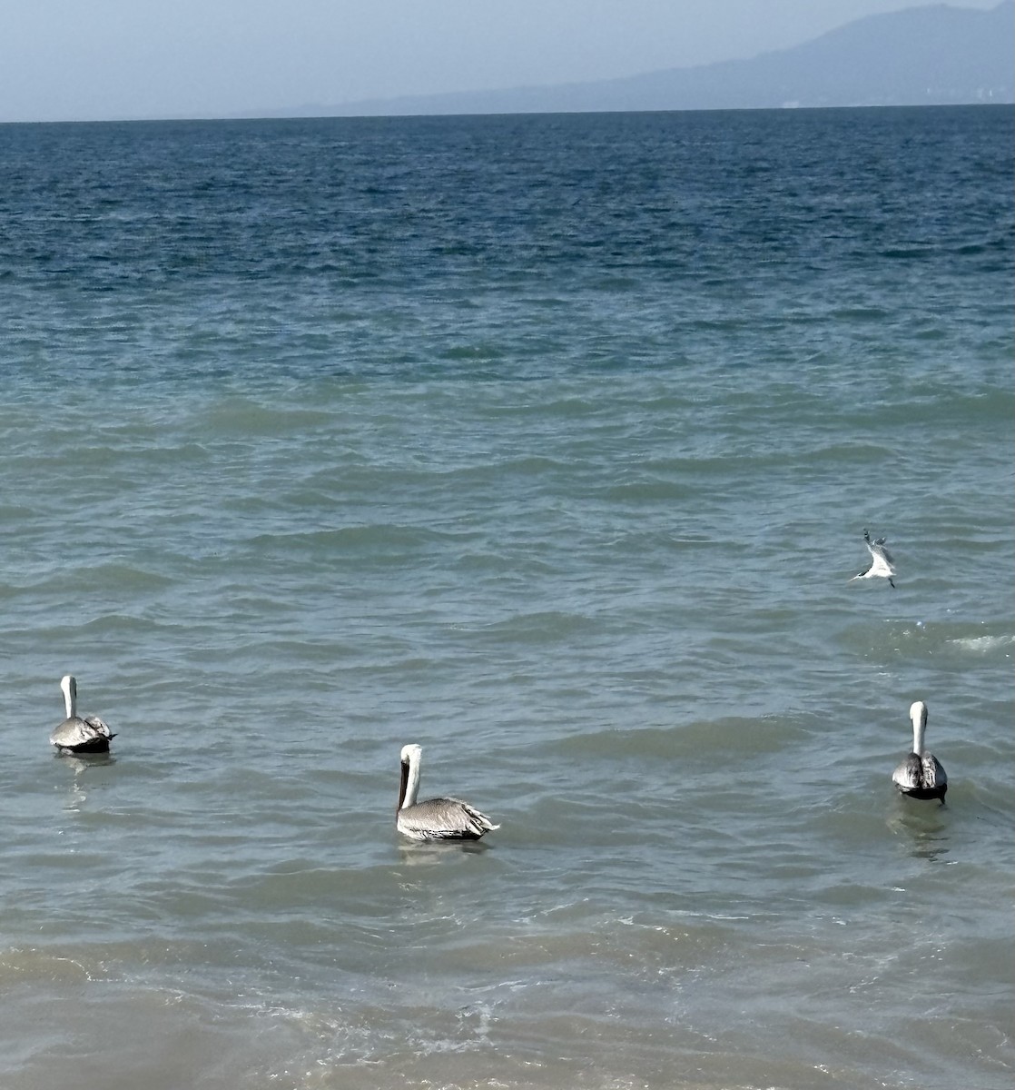 カッショクペリカン - ML645430900