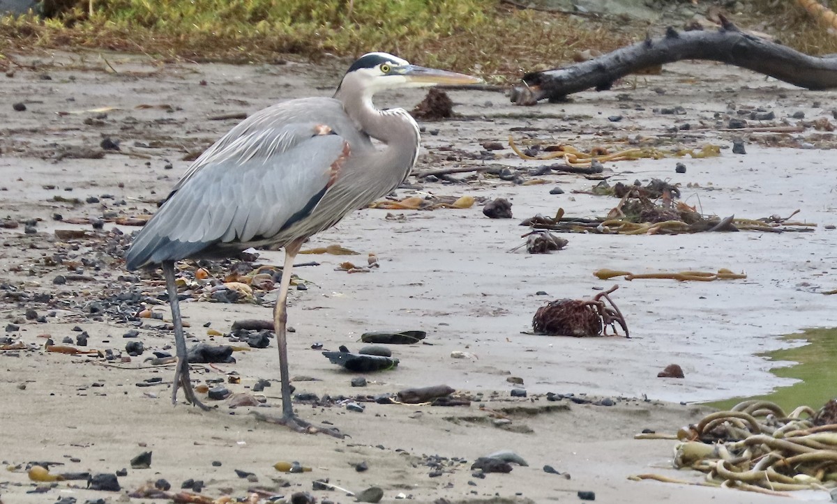 オオアオサギ - ML645430901