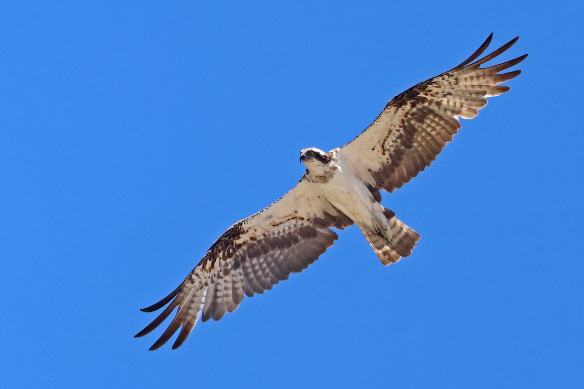 ミサゴ - ML645430903