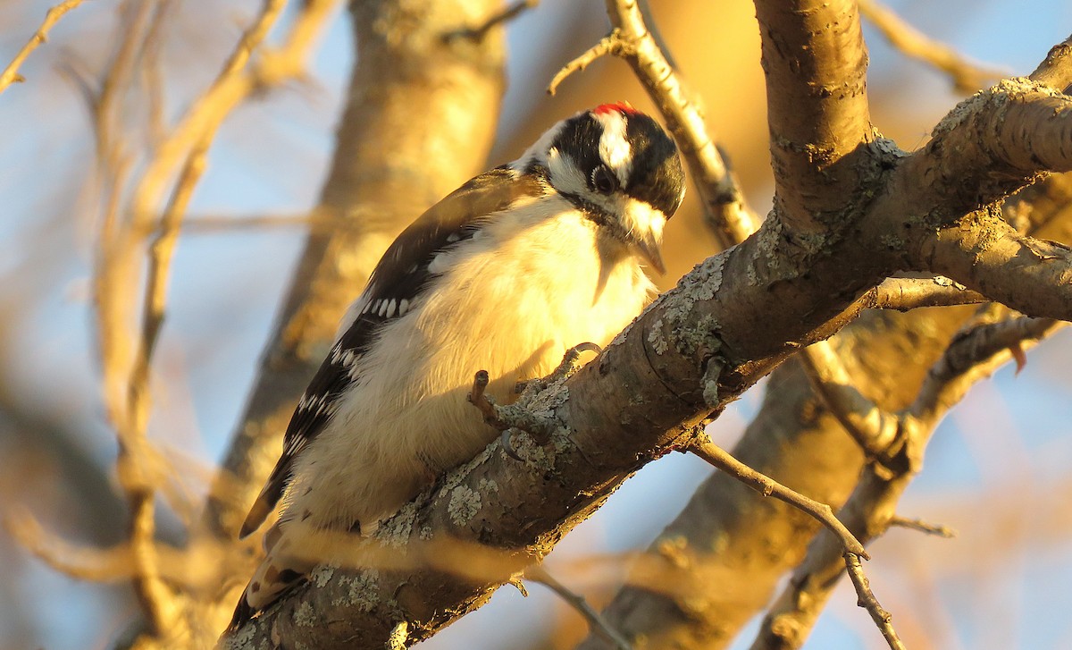 セジロコゲラ（pubescens／medianus） - ML645430904