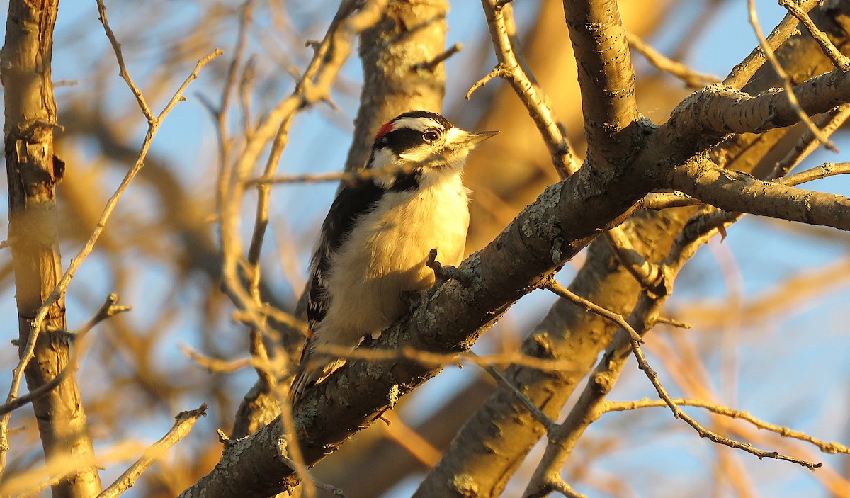 セジロコゲラ（pubescens／medianus） - ML645430905
