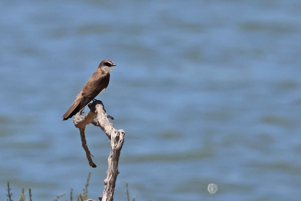 マユジロショウドウツバメ - ML645430906