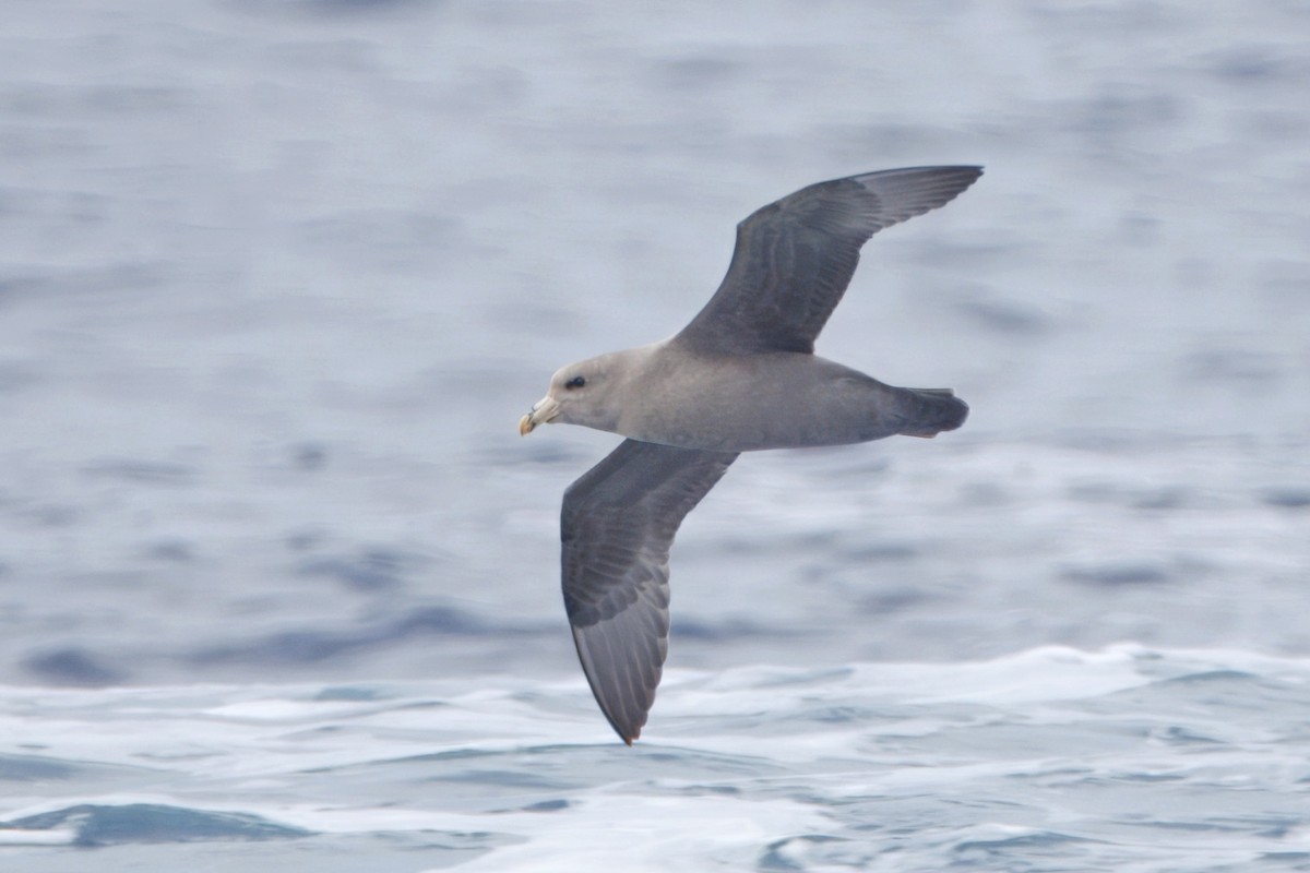 フルマカモメ - ML645430907