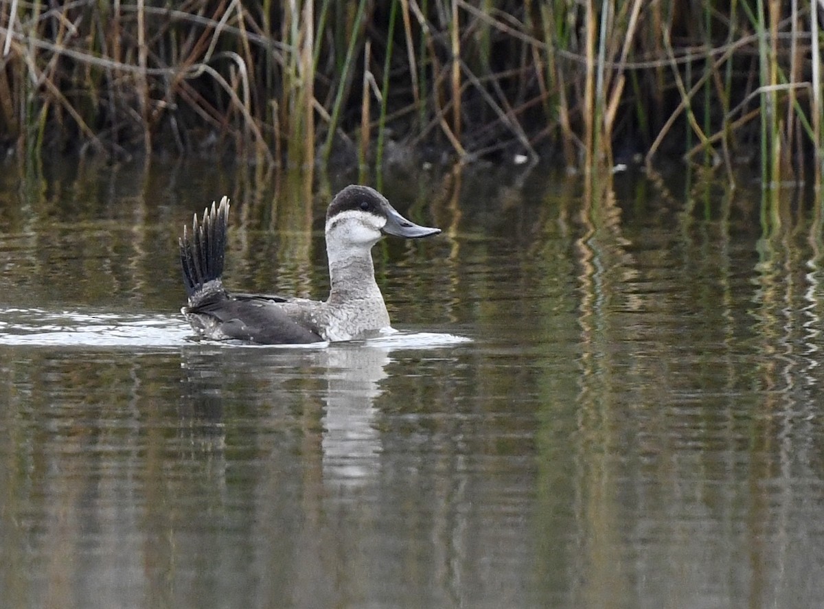 アカオタテガモ - ML645430908